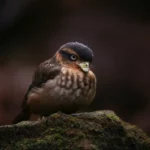 how-to-spot-mining-used-gpu-4-tips-thumb